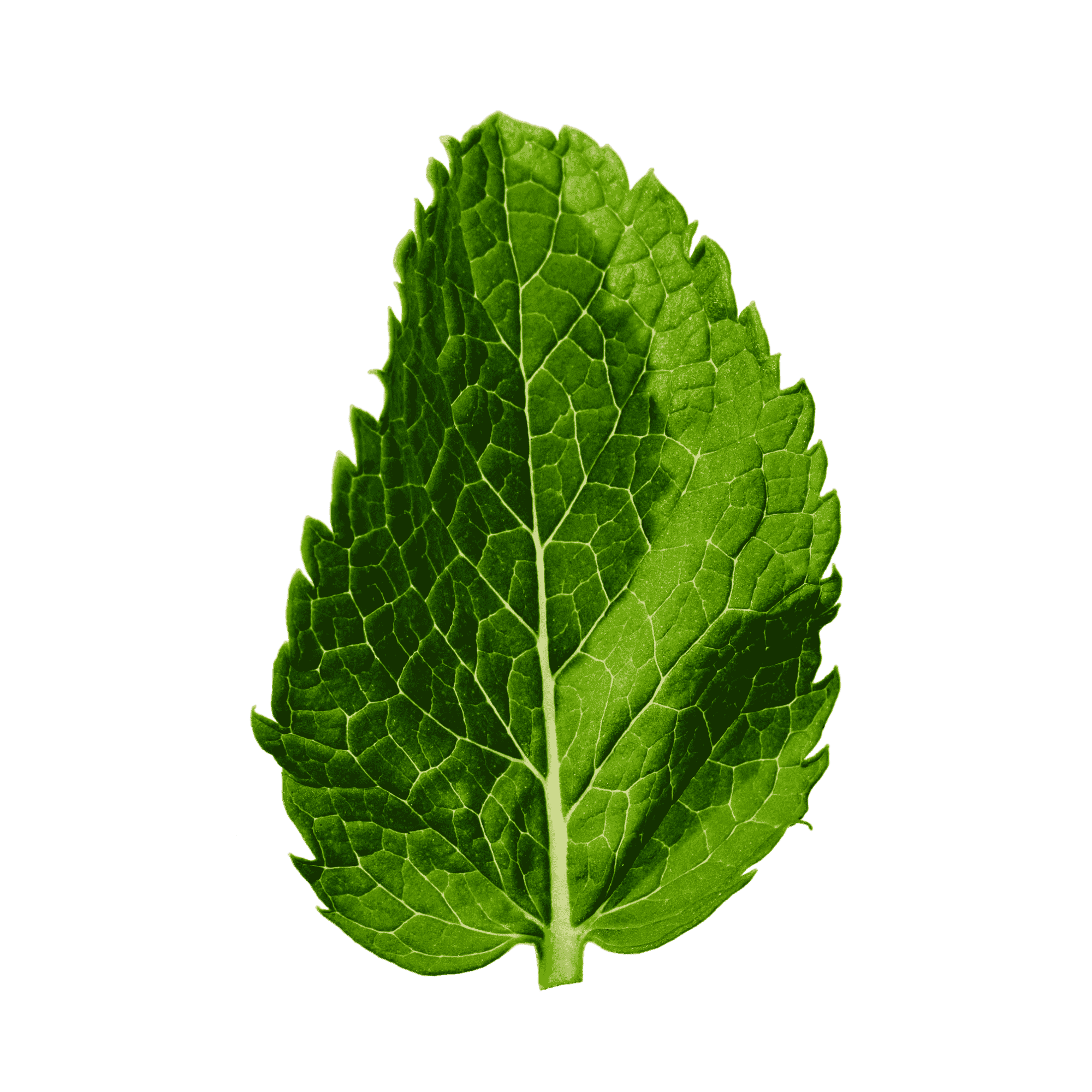 Lemon Balm