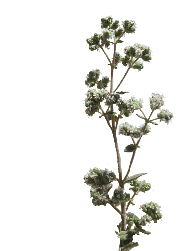 Za'atar