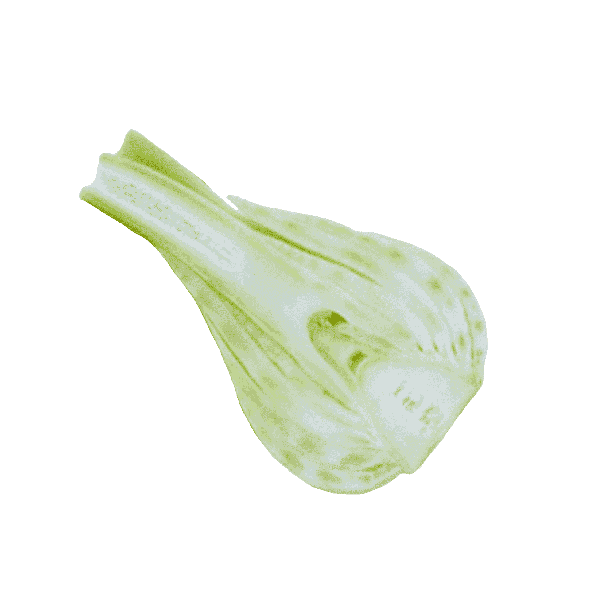 Fennel