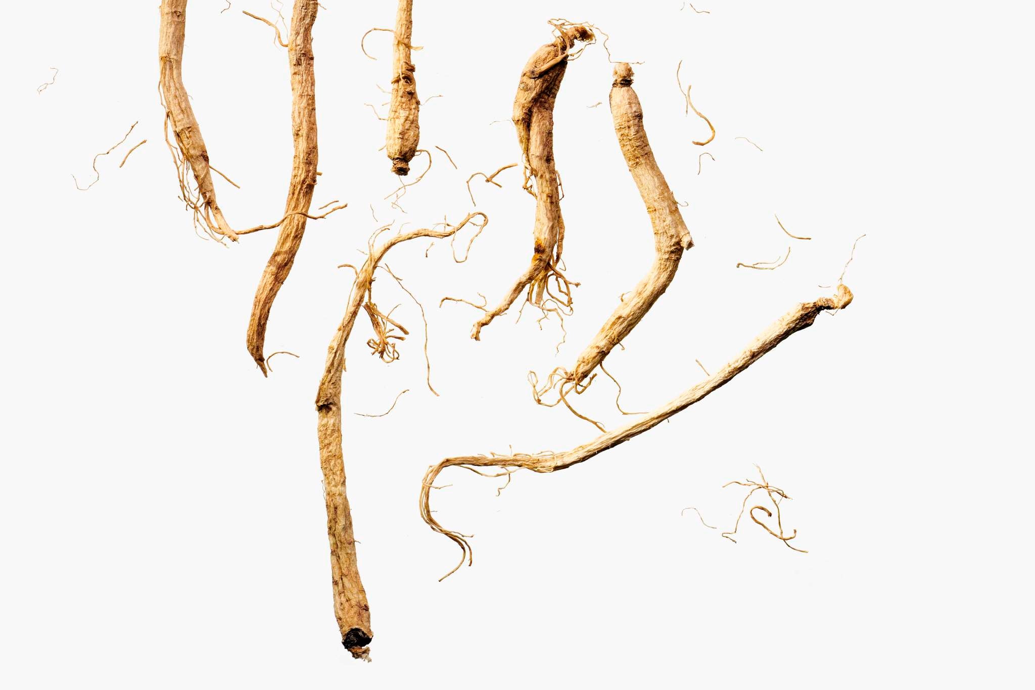 Panax Ginseng